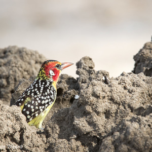 2015-10-17 - Vuurkopbaardvogel (Red-and-Yellow barbet, Trachyphonus erythroce<br/>Tarangire National Park - Arusha - Babati - Tanzania<br/>Canon EOS 7D Mark II - 420 mm - f/8.0, 1/640 sec, ISO 640