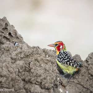 2015-10-17 - Vuurkopbaardvogel (Red-and-Yellow barbet, Trachyphonus erythroce<br/>Tarangire National Park - Arusha - Babati - Tanzania<br/>Canon EOS 7D Mark II - 420 mm - f/5.6, 1/640 sec, ISO 400