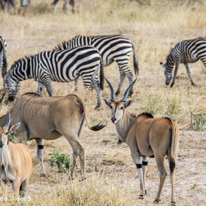 2015-10-17 - Zebra en Elandantilope (Taurotragus oryx)<br/>Tarangire National Park - Arusha - Babati - Tanzania<br/>Canon EOS 7D Mark II - 420 mm - f/5.6, 1/500 sec, ISO 320