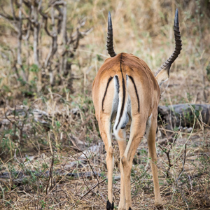 2015-10-17 - Impala - met de M van McDonalds voor roofdieren<br/>Tarangire National Park - Arusha - Babati - Tanzania<br/>Canon EOS 7D Mark II - 420 mm - f/8.0, 1/500 sec, ISO 800
