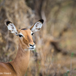 2015-10-17 - Impala vrouwtje<br/>Tarangire National Park - Arusha - Babati - Tanzania<br/>Canon EOS 7D Mark II - 420 mm - f/4.0, 1/500 sec, ISO 250