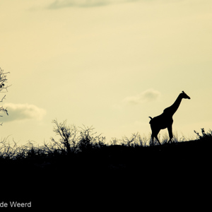 2015-10-17 - Giraf silhouet<br/>Tarangire National Park - Arusha - Babati - Tanzania<br/>Canon EOS 7D Mark II - 420 mm - f/4.0, 1/3200 sec, ISO 100