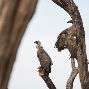 2015-10-17 - Vale gieren op de uitkijk<br/>Tarangire National Park - Arusha - Babati - Tanzania<br/>Canon EOS 7D Mark II - 420 mm - f/4.0, 1/640 sec, ISO 200
