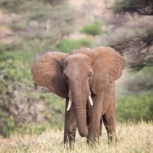 2015-10-17 - Olifant in Tarangire<br/>Tarangire National Park - Arusha - Babati - Tanzania<br/>Canon EOS 7D Mark II - 420 mm - f/5.6, 1/500 sec, ISO 640