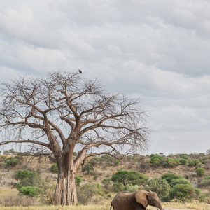 2015-10-17 - De olfiant, de boom en de gier<br/>Tarangire National Park - Arusha - Babati - Tanzania<br/>Canon EOS 5D Mark III - 70 mm - f/5.6, 1/60 sec, ISO 200