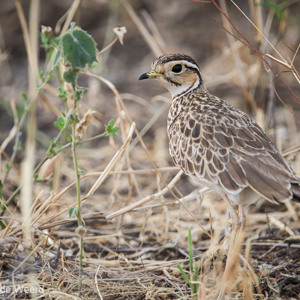 2015-10-17 - Driebandrenvogel (Rhinoptilus cinctus)<br/>Tarangire National Park - Arusha - Babati - Tanzania<br/>Canon EOS 7D Mark II - 420 mm - f/4.0, 1/640 sec, ISO 640