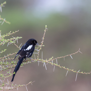 2015-10-17 - Eksterklauwier (Corvinella melanoleuca)<br/>Tarangire National Park - Arusha - Babati - Tanzania<br/>Canon EOS 7D Mark II - 420 mm - f/4.0, 1/500 sec, ISO 640