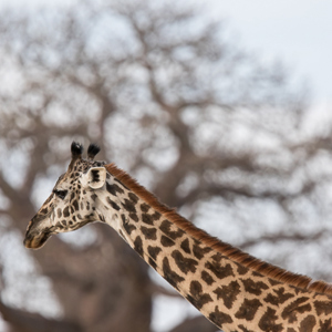 2015-10-17 - Giraf en Baobab boom<br/>Tarangire National Park - Arusha - Babati - Tanzania<br/>Canon EOS 7D Mark II - 420 mm - f/4.0, 1/500 sec, ISO 320