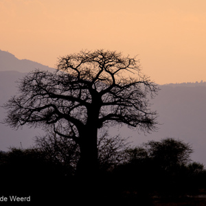 2015-10-17 - Baobab boom bij zonsondergang<br/>Tarangire National Park - Arusha - Babati - Tanzania<br/>Canon EOS 7D Mark II - 420 mm - f/4.0, 1/1000 sec, ISO 100