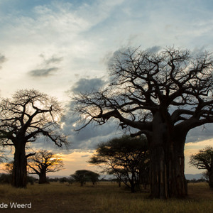 2015-10-17 - Baobab bomen bij zonsondergang<br/>Tarangire National Park - Arusha - Babati - Tanzania<br/>Canon EOS 5D Mark III - 29 mm - f/8.0, 0.01 sec, ISO 400