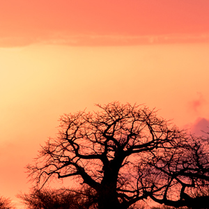 2015-10-18 - Baobab boom bij zonsopkomst<br/>Tarangire National Park - Arusha - Babati - Tanzania<br/>Canon EOS 7D Mark II - 420 mm - f/5.6, 1/500 sec, ISO 1000