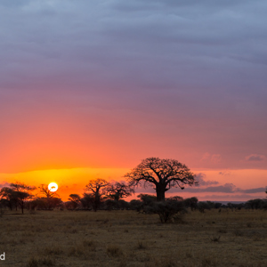 2015-10-18 - Landschap met baobab boom bij zonsopkomst<br/>Tarangire National Park - Arusha - Babati - Tanzania<br/>Canon EOS 5D Mark III - 70 mm - f/8.0, 1/30 sec, ISO 200