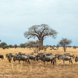 2015-10-18 - Gnoes in de ochtend<br/>Tarangire National Park - Arusha - Babati - Tanzania<br/>Canon EOS 5D Mark III - 70 mm - f/5.6, 1/30 sec, ISO 1250