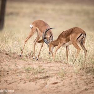 2015-10-18 - Vechtende impalas<br/>Tarangire National Park - Arusha - Babati - Tanzania<br/>Canon EOS 7D Mark II - 420 mm - f/4.0, 1/500 sec, ISO 1600