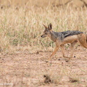 2015-10-18 - Zadeljakhals (Canis mesomelas)<br/>Tarangire National Park - Arusha - Babati - Tanzania<br/>Canon EOS 7D Mark II - 420 mm - f/4.0, 1/640 sec, ISO 1000