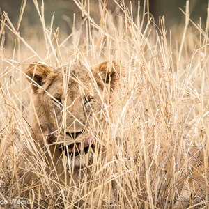 2015-10-18 - Verstopte leeuw<br/>Tarangire National Park - Arusha - Babati - Tanzania<br/>Canon EOS 7D Mark II - 420 mm - f/4.0, 1/640 sec, ISO 640