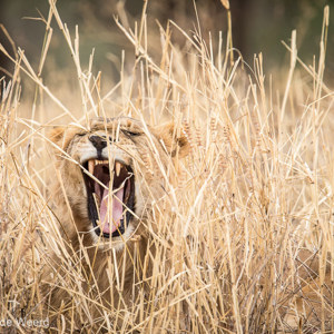 2015-10-18 - Gapende leeuw<br/>Tarangire National Park - Arusha - Babati - Tanzania<br/>Canon EOS 7D Mark II - 420 mm - f/4.0, 1/640 sec, ISO 640