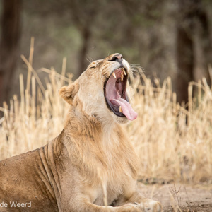 2015-10-18 - Slaapverwerkkend<br/>Tarangire National Park - Arusha - Babati - Tanzania<br/>Canon EOS 7D Mark II - 420 mm - f/5.6, 1/640 sec, ISO 1600