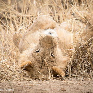 2015-10-18 - Net onze poes thuis...<br/>Tarangire National Park - Arusha - Babati - Tanzania<br/>Canon EOS 7D Mark II - 420 mm - f/5.6, 1/640 sec, ISO 1250