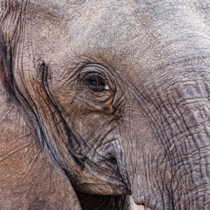 2015-10-18 - Olifant up close<br/>Tarangire National Park - Arusha - Babati - Tanzania<br/>Canon EOS 7D Mark II - 420 mm - f/5.6, 1/640 sec, ISO 1600
