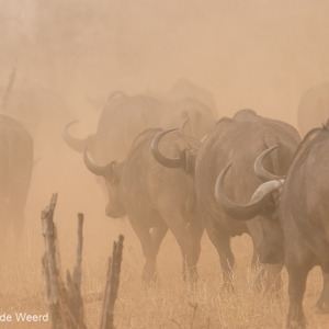 2015-10-18 - Buffels in het stof<br/>Tarangire National Park - Arusha - Babati - Tanzania<br/>Canon EOS 7D Mark II - 420 mm - f/5.6, 1/640 sec, ISO 320