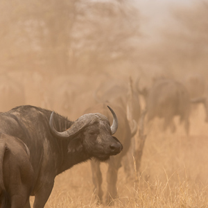 2015-10-18 - Buffels in het stof<br/>Tarangire National Park - Arusha - Babati - Tanzania<br/>Canon EOS 7D Mark II - 420 mm - f/5.6, 1/640 sec, ISO 320