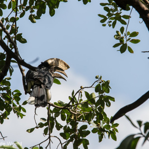 2015-10-18 - Neushoornvogel<br/>Lake Mayara National Park - Karatu - Tanzania<br/>Canon EOS 7D Mark II - 420 mm - f/8.0, 1/640 sec, ISO 320