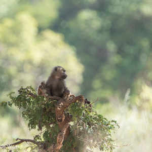 2015-10-18 - Als een koning op zijn troon<br/>Lake Mayara National Park - Karatu - Tanzania<br/>Canon EOS 7D Mark II - 420 mm - f/4.0, 1/500 sec, ISO 400