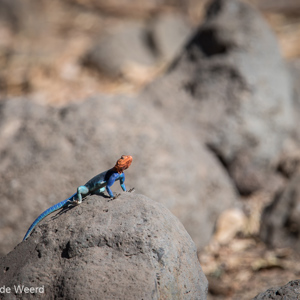 2015-10-18 - Kolonistenagame (Agama agama)<br/>Lake Mayara National Park - Karatu - Tanzania<br/>Canon EOS 7D Mark II - 420 mm - f/4.0, 1/640 sec, ISO 100