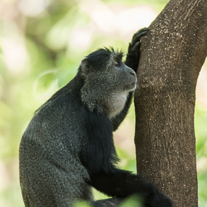 2015-10-18 - Zen<br/>Lake Mayara National Park - Karatu - Tanzania<br/>Canon EOS 7D Mark II - 420 mm - f/4.0, 1/250 sec, ISO 1600