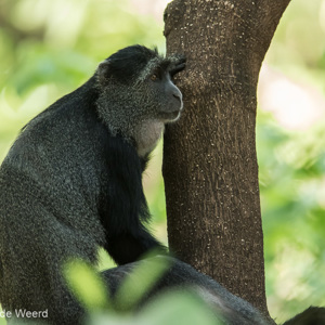 2015-10-18 - Blauwe meerkat op de uitkijk<br/>Lake Mayara National Park - Karatu - Tanzania<br/>Canon EOS 7D Mark II - 420 mm - f/4.0, 1/320 sec, ISO 1600