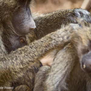 2015-10-18 - Bavianenfamilie<br/>Lake Mayara National Park - Karatu - Tanzania<br/>Canon EOS 7D Mark II - 420 mm - f/4.0, 1/500 sec, ISO 1000