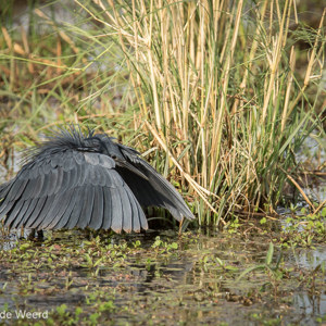 2015-10-18 - Zwarte reiger - kiekeboe<br/>Lake Mayara National Park - Karatu - Tanzania<br/>Canon EOS 7D Mark II - 420 mm - f/5.6, 1/640 sec, ISO 250