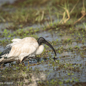 2015-10-18 - Heilige Ibis (Threskiornis aethiopicus)<br/>Lake Mayara National Park - Karatu - Tanzania<br/>Canon EOS 7D Mark II - 420 mm - f/4.5, 1/1000 sec, ISO 100