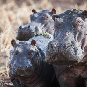 2015-10-18 - Familie nijlpaard<br/>Lake Mayara National Park - Karatu - Tanzania<br/>Canon EOS 7D Mark II - 420 mm - f/4.5, 1/640 sec, ISO 640