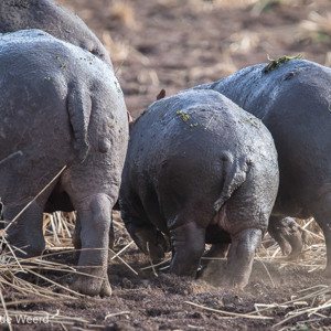 2015-10-18 - Dikbillen<br/>Lake Mayara National Park - Karatu - Tanzania<br/>Canon EOS 7D Mark II - 420 mm - f/4.5, 1/500 sec, ISO 500