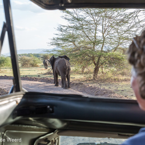 2015-10-18 - De olifanten kwamen vlak langs lopen<br/>Lake Mayara National Park - Karatu - Tanzania<br/>Canon EOS 5D Mark III - 44 mm - f/5.6, 0.02 sec, ISO 100