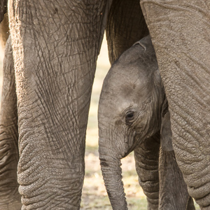 2015-10-18 - Klein olifantje tussen de poten van mams<br/>Lake Mayara National Park - Karatu - Tanzania<br/>Canon EOS 7D Mark II - 420 mm - f/4.0, 1/640 sec, ISO 800