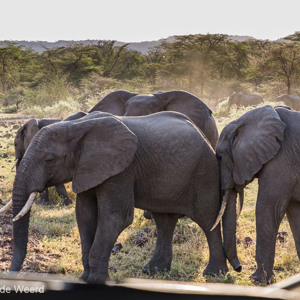 2015-10-18 - Toe nou, loop nou door!<br/>Lake Mayara National Park - Karatu - Tanzania<br/>Canon EOS 5D Mark III - 70 mm - f/5.6, 1/40 sec, ISO 100