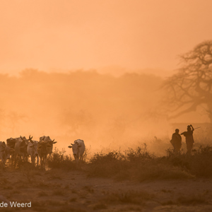 2015-10-18 - Masai met hun koeien in het stof  en bij zonsondergang<br/>Lake Mayara National Park - Karatu - Tanzania<br/>Canon EOS 7D Mark II - 420 mm - f/4.0, 1/500 sec, ISO 200