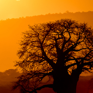 2015-10-18 - Baobab silhouet bij zonsondergang<br/>Lake Mayara National Park - Karatu - Tanzania<br/>Canon EOS 7D Mark II - 420 mm - f/4.0, 1/640 sec, ISO 200