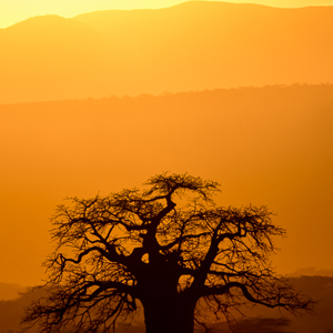 2015-10-18 - Baobab silhouet bij zonsondergang<br/>Lake Mayara National Park - Karatu - Tanzania<br/>Canon EOS 7D Mark II - 420 mm - f/4.0, 1/640 sec, ISO 125