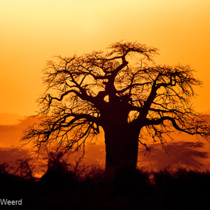 2015-10-18 - Baobab silhouet bij zonsondergang<br/>Lake Mayara National Park - Karatu - Tanzania<br/>Canon EOS 7D Mark II - 420 mm - f/4.0, 1/500 sec, ISO 160