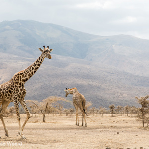 2015-10-19 - Giraffen op de kale en stoffige vlakte<br/>Ngorongoro Conservation Area - Ngorongoro - Tanzania<br/>Canon EOS 5D Mark III - 70 mm - f/8.0, 1/125 sec, ISO 200