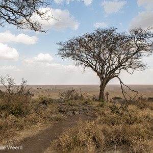 2015-10-19 - Serengeti = oneindige vlakte<br/>Ngorongoro Conservation Area - Ngorongoro - Tanzania<br/>Canon EOS 5D Mark III - 24 mm - f/8.0, 1/125 sec, ISO 200