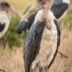 2015-10-19 - Afrikaanse Maraboe (Leptoptilos crumenifer)<br/>Serengeti National Park - Tanzania<br/>Canon EOS 7D Mark II - 420 mm - f/5.6, 1/500 sec, ISO 1250