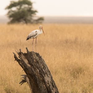 2015-10-19 - Afrikaanse Nimmerzat (Mycteria ibis, Yellow-billed stork)<br/>Serengeti National Park - Tanzania<br/>Canon EOS 7D Mark II - 420 mm - f/5.6, 1/640 sec, ISO 1000