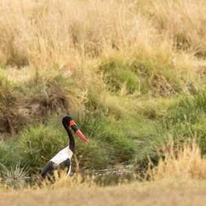 2015-10-19 - Zadelbekooievaar (Ephippiorhynchus senegalensis)<br/>Serengeti National Park - Tanzania<br/>Canon EOS 7D Mark II - 420 mm - f/5.6, 1/640 sec, ISO 1600