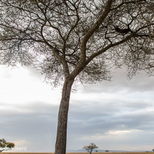 2015-10-19 - Luipaard in een boom<br/>Serengeti National Park - Tanzania<br/>Canon EOS 5D Mark III - 24 mm - f/8.0, 0.04 sec, ISO 800