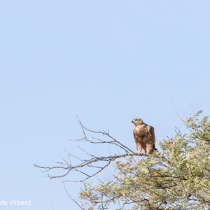 2015-10-20 - Roofvogel, maar welke?<br/>Serengeti National Park - Tanzania<br/>Canon EOS 7D Mark II - 420 mm - f/5.6, 1/640 sec, ISO 160